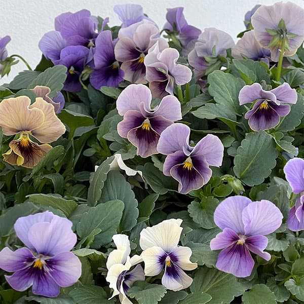 園芸ネット本店｜ビオラ：ふんわり（仮）3.5号ポット 6株セット の通販