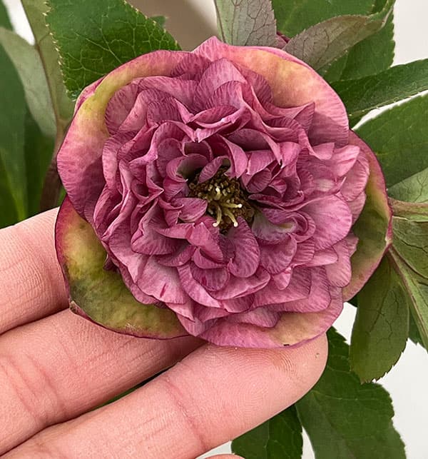 園芸ネット本店｜横山園芸さんのクリスマスローズ：26-05プリマドレス