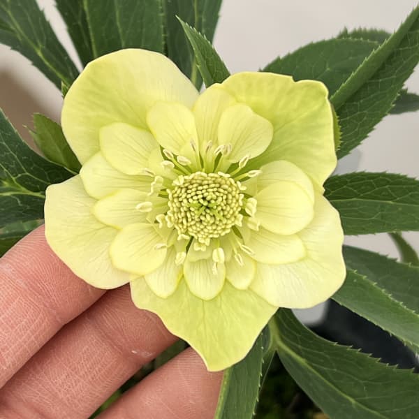 松浦園芸さんのクリスマスローズ ダブル◇開花株5号ポット ⑯