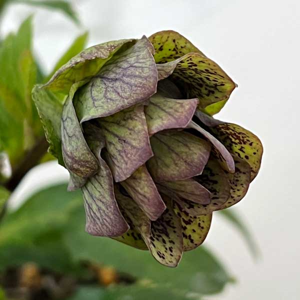 園芸ネット本店｜花郷園さんのクリスマスローズ：26-48パピエ