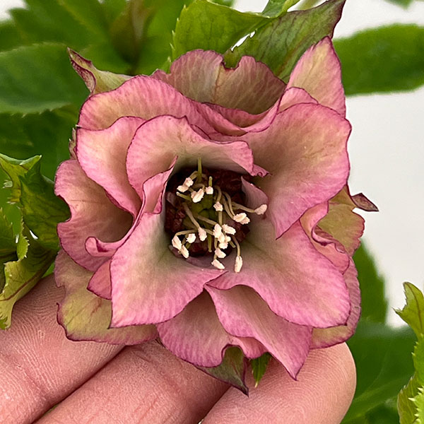 園芸ネット本店｜若泉ファームさんのクリスマスローズ：26-28