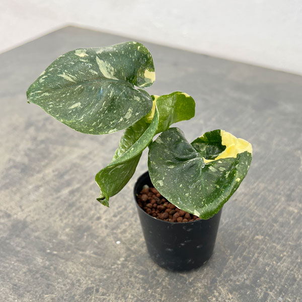 園芸ネット本店｜モンステラ：タイコンステレーション 2号ポット* の