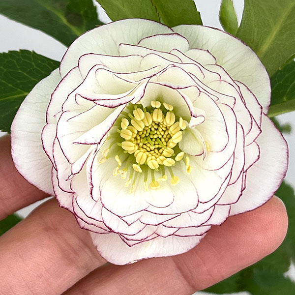 園芸ネット本店｜クリスマスローズ：スウィングダブル26-24／1.5L