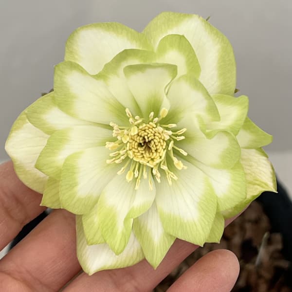 園芸ネット本店｜吉田園芸さんのクリスマスローズ：ピエラ26-01／4.5号