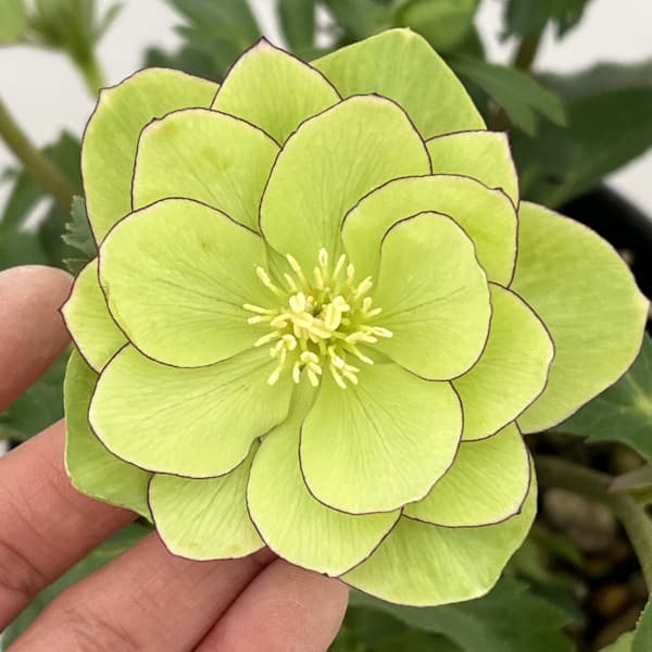 園芸ネット本店｜高正園さんのクリスマスローズ：26-56ダブル／5号