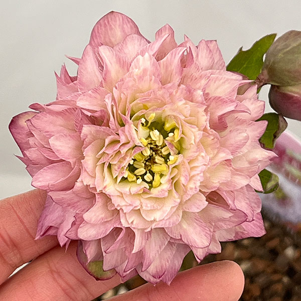 園芸ネット本店｜吉田園芸さんのクリスマスローズ：超多弁交配26-11