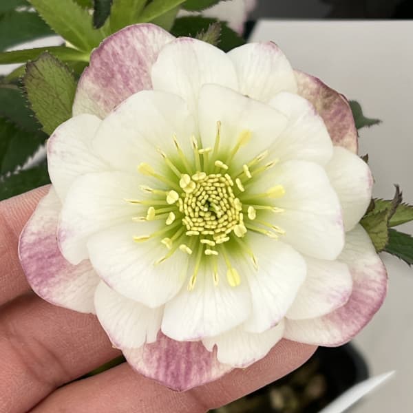 園芸ネット本店｜クリスマスローズ：セレクトダブル26-90／1.5Lポット