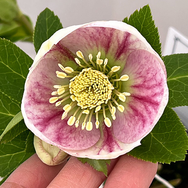 園芸ネット本店｜大和園さんのクリスマスローズ：26-01パステリッシュ