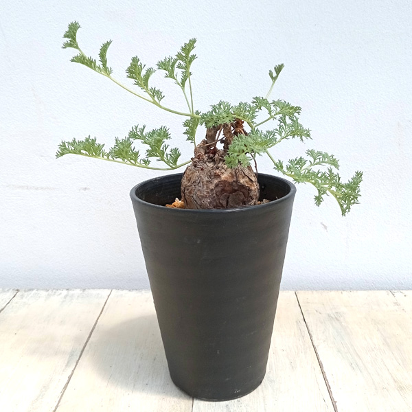 園芸ネット本店｜ペラルゴニウム：トリステ 4号No.5 の通販【公式】