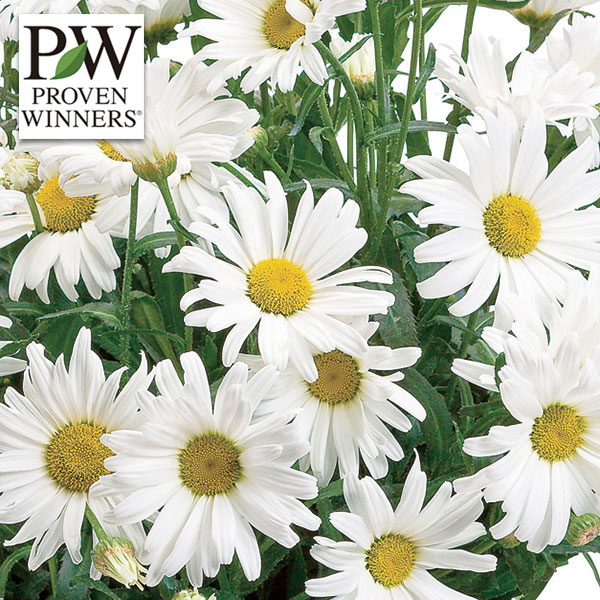 MAKI様用☆リーン・ロゼ オットマン ミルキーホワイト生地 MAKI様用