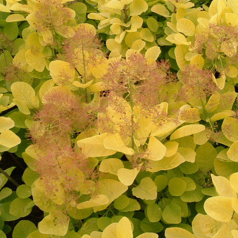 園芸ネット本店｜スモークツリー：ゴールデンスピリット 4-5号ポット