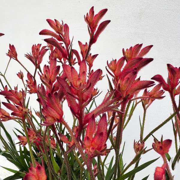 のこのこ 2点 ジョーロ、カンガルーポー赤 園芸ネット本店｜カンガルー