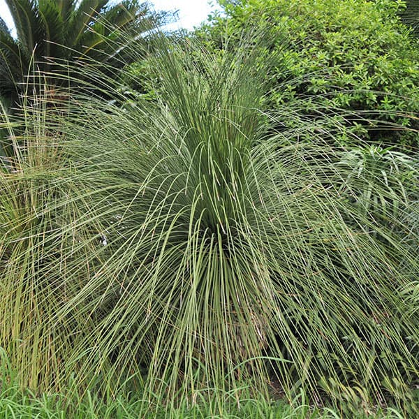 園芸ネット本店｜ダシリリオン ロンギッシマム5号鉢植え の通販【公式】
