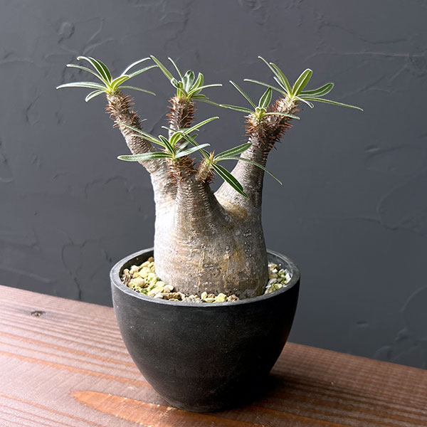 園芸ネット本店｜パキポディウム：グラキリス 3号鉢植え 23-05 の通販