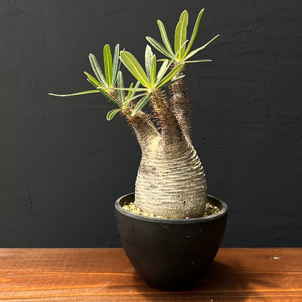 園芸ネット本店｜パキポディウム：グラキリス3.5号23-02 の通販【公式】