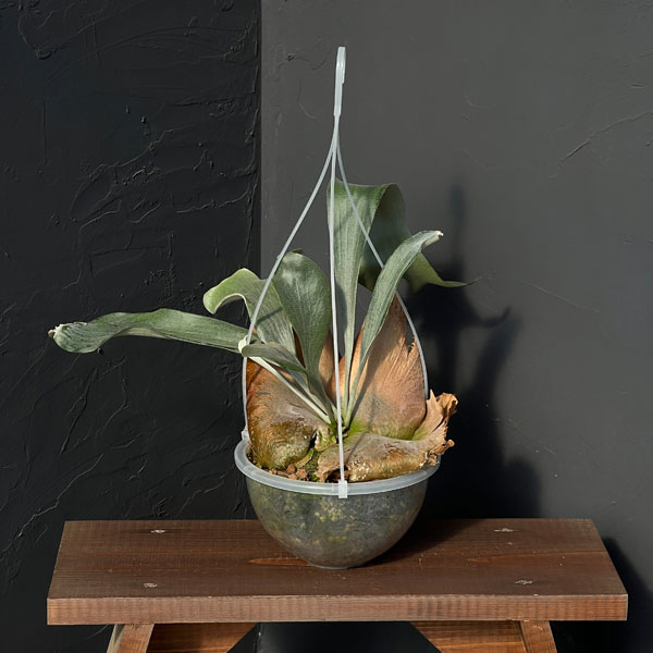 園芸ネット本店｜（わけあり特価）ビカクシダ（コウモリラン）： Woot