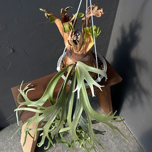 園芸ネット本店｜[送料無料]ビカクシダ（コウモリラン）：ウィリンキー