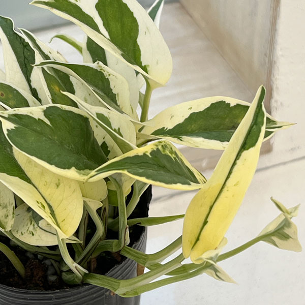 園芸ネット本店｜ポトス：エクセレント 4号鉢入り の通販【公式】