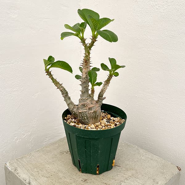 園芸ネット本店｜パキポディウム：ウィンゾリー（実生） 4号鉢植え23