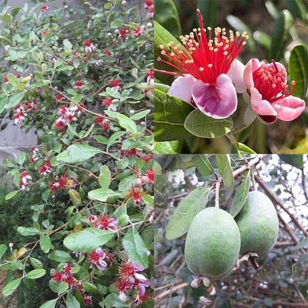 園芸ネット本店｜フェイジョア5号鉢植え の通販【公式】