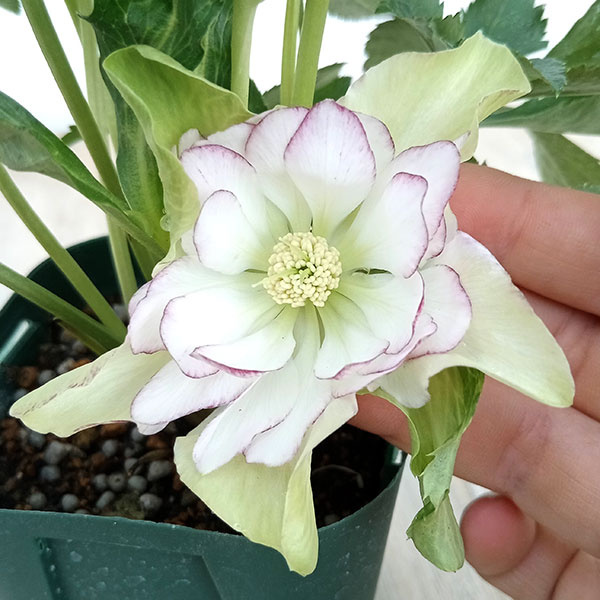 あけみっきー様ご購入苗㉖-361㉖-120㉖-359クリスマスローズ あけみっ