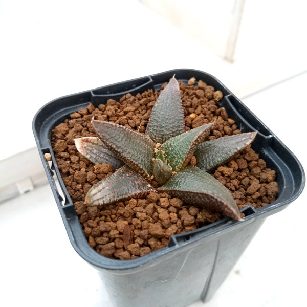 園芸ネット本店｜ハオルチア：コエルマニオルム（koelmaniorum） 2.5号