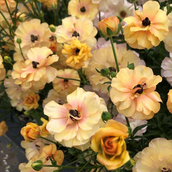 園芸ネット本店｜ラナンキュラス：ラックス ベスタリス5号鉢植え の