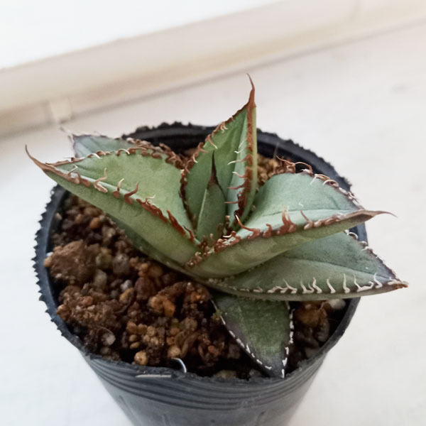 園芸ネット本店｜アガベ：オテロイ 特選実生株 2号ポット の通販【公式】