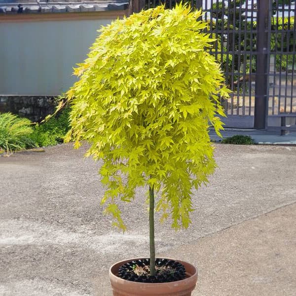 園芸ネット本店｜モミジ（カエデ）：カスケードゴールド スタンダード