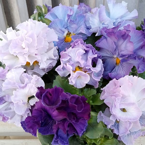 園芸ネット本店｜パンジー（フリル咲き）：シュガーボンボン（パープル