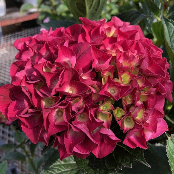 園芸ネット本店｜アジサイ：マジカルクリムゾン（ピンク）3.5号ポット