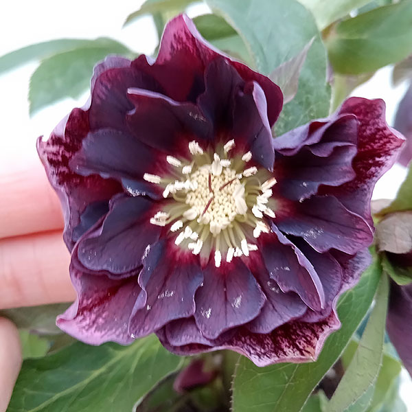 園芸ネット本店｜クリスマスローズ：ダブルエレン（パープル）24-05／5