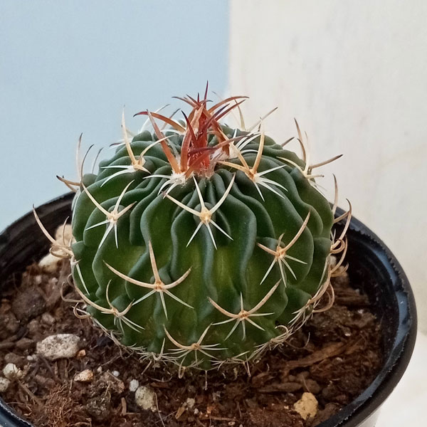 園芸ネット本店｜サボテン：エキノフォスロカクタス 縮玉 2.5号鉢入り