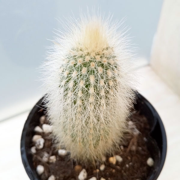 園芸ネット本店｜サボテン：吹雪柱 2.5号鉢入り の通販【公式】