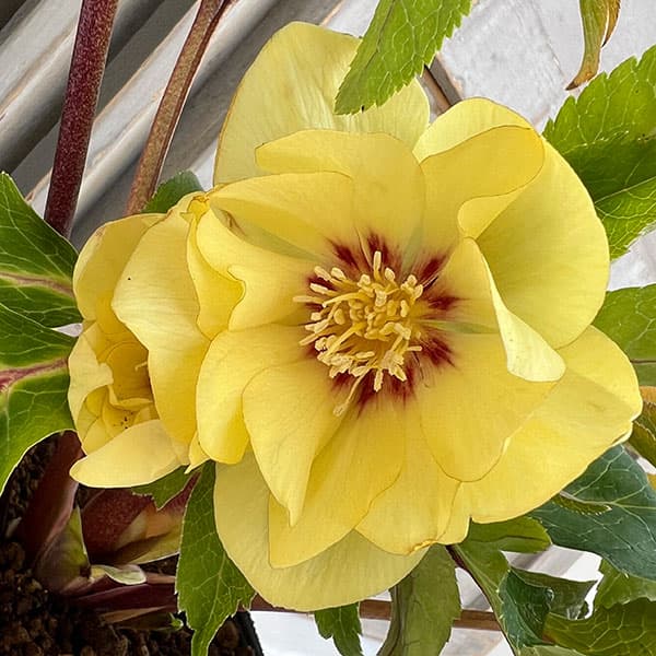 園芸ネット本店｜杉光園芸さんのクリスマスローズ：ダブルゴールド24