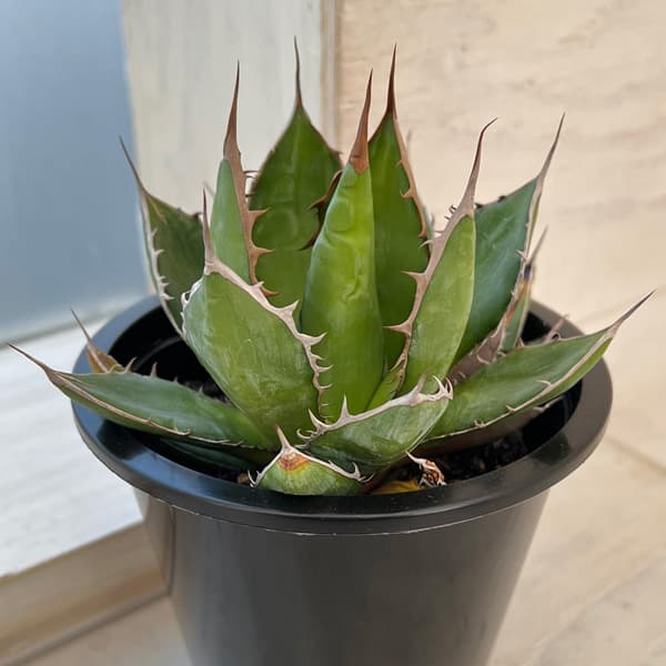 園芸ネット本店｜アガベ：ホリダ 4.5号鉢入り24-03 の通販【公式】