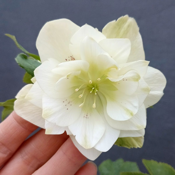 園芸ネット本店｜曽田園芸さんのクリスマスローズ：24-05グリーン