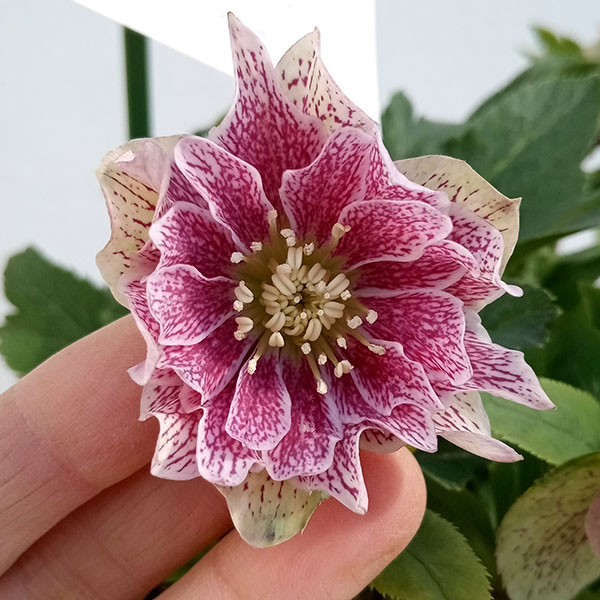 園芸ネット本店｜花郷園さんのクリスマスローズ：24-01ペオニー5号鉢