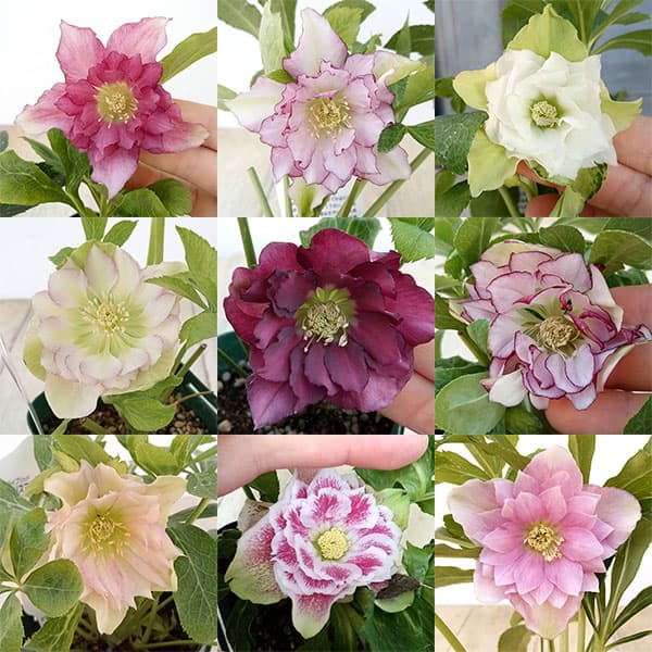 園芸ネット本店｜クリスマスローズ：俊峰園さんオリジナル八重咲花色