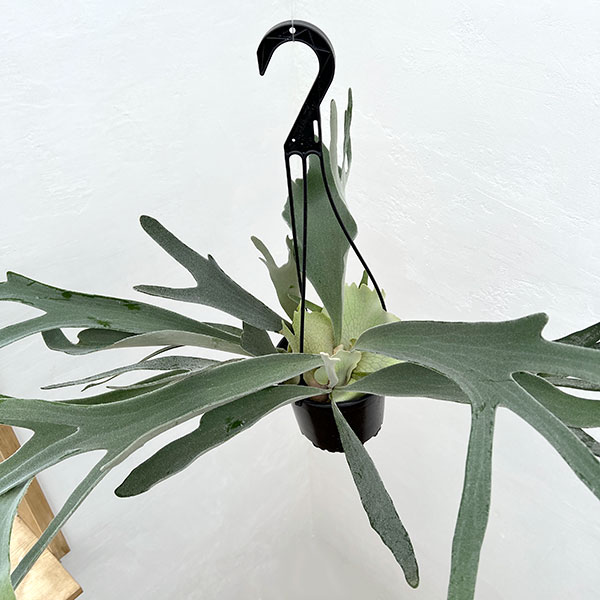 園芸ネット本店｜ビカクシダ（コウモリラン）：ベイチー 5号吊り鉢* の