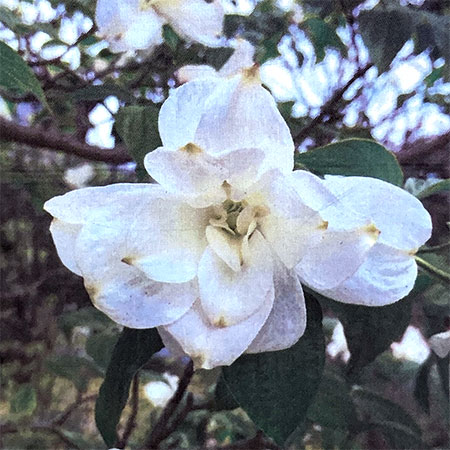 園芸ネット本店｜ハナミズキ：ダブルホワイト9号ポット の通販【公式】