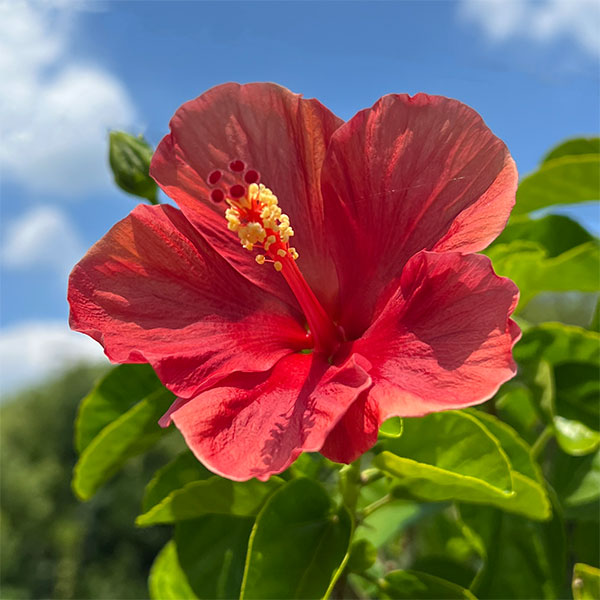 園芸ネット本店｜[26年6月中下旬予約]ハイビスカス：サンセットメロウ