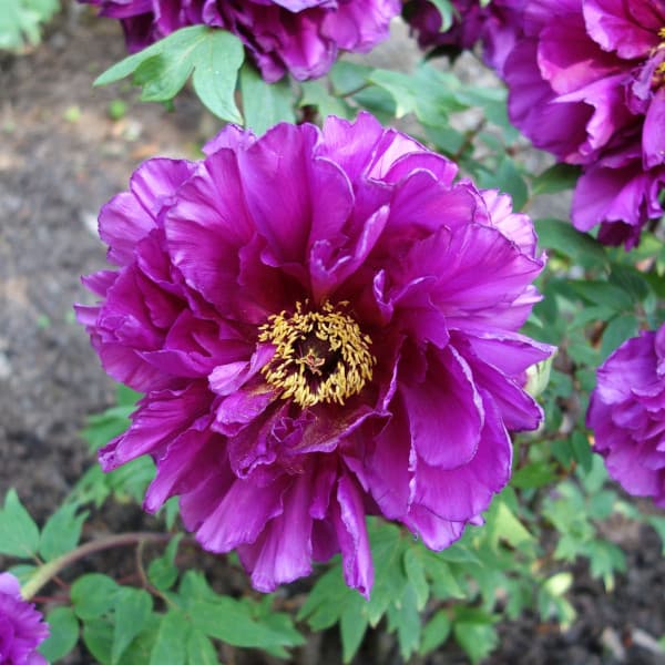 園芸ネット本店｜牡丹（ぼたん）：新国色（しんこくしょく） 3～4年生