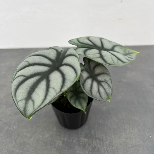 園芸ネット本店｜[26年3月中下旬予約]アロカシア：シルバードラゴン