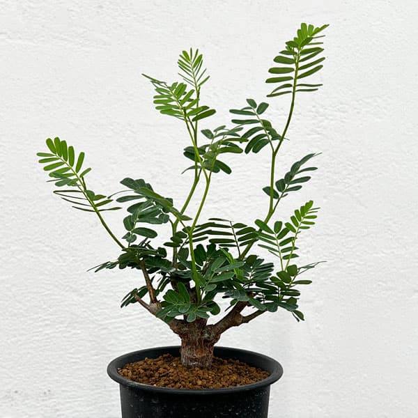 園芸ネット本店｜センナ：メリディオナリス（実生株） 2.5号24-07 の