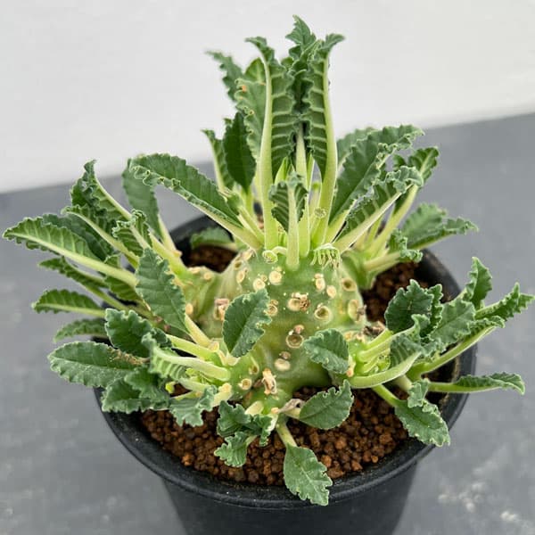 園芸ネット本店｜ドルステニア：ラブラニー 2.5号鉢植え の通販【公式】