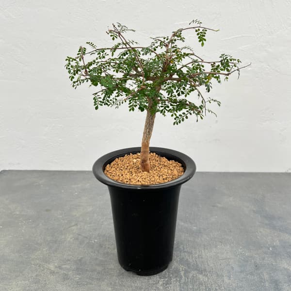 園芸ネット本店｜オペルクリカリア：デカリー （根伏せ株） 4.5号