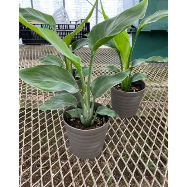 園芸ネット本店｜ストレリチア：オーガスタ4号鉢入り の通販【公式】