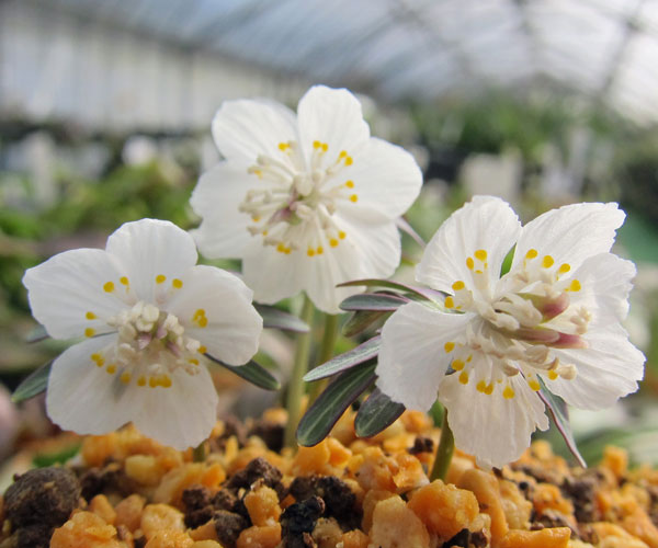 B.セツブンソウ 赤花 6花 黄花セツブンソウとは｜育て方がわかる植物図鑑