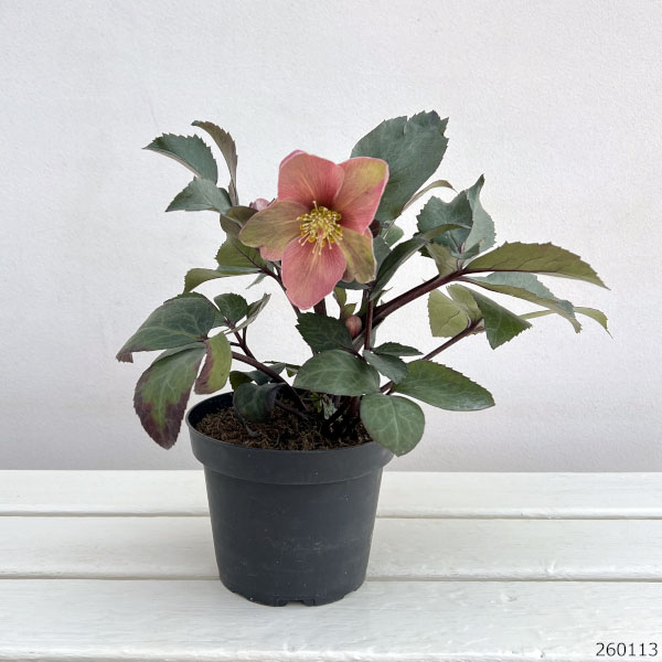 しろくま様ご購入苗㉖-110㉖-127クリスマスローズ しろくま様ご購入苗